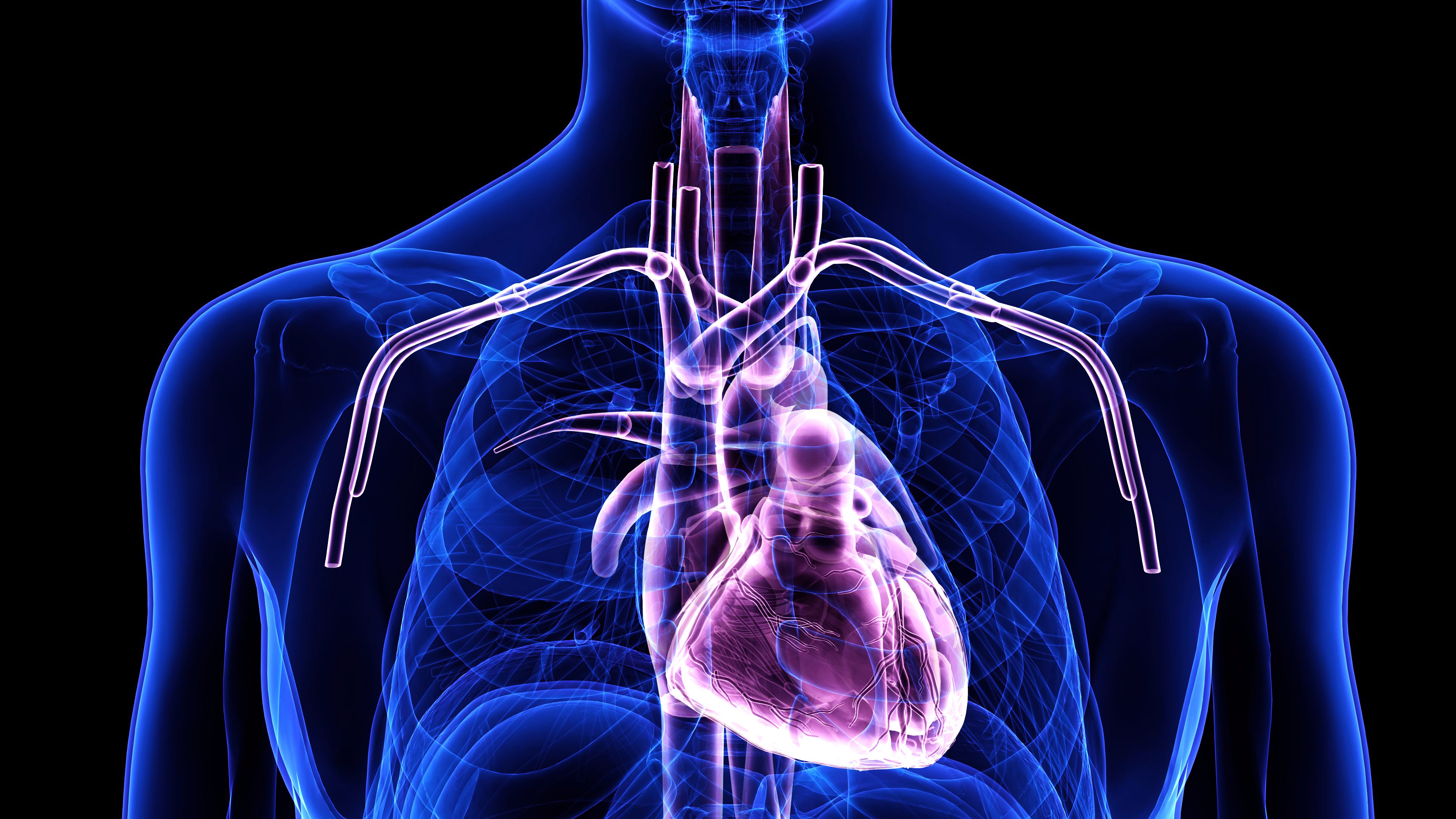 Male heart anatomy