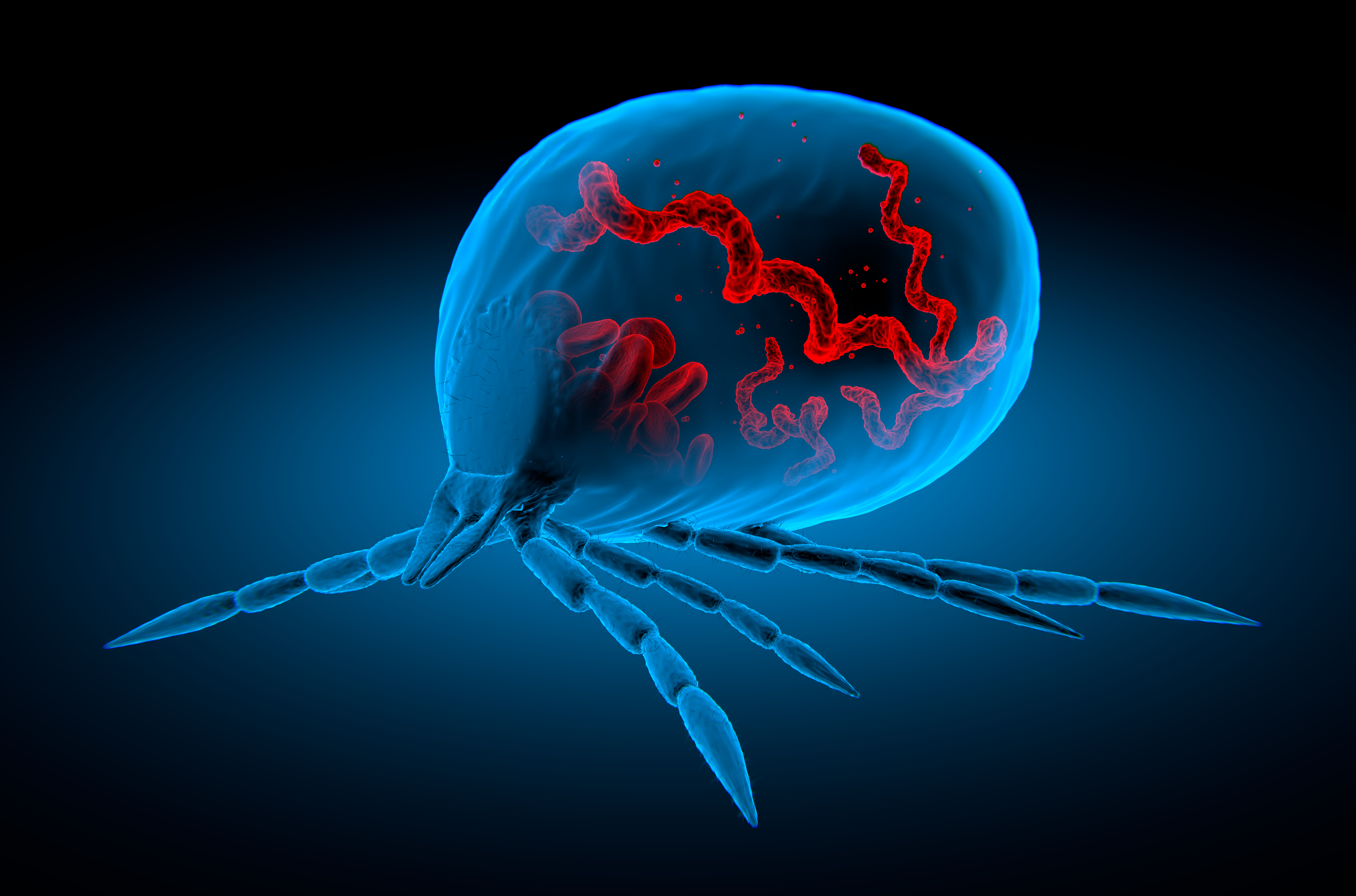 lyme disease bacteria