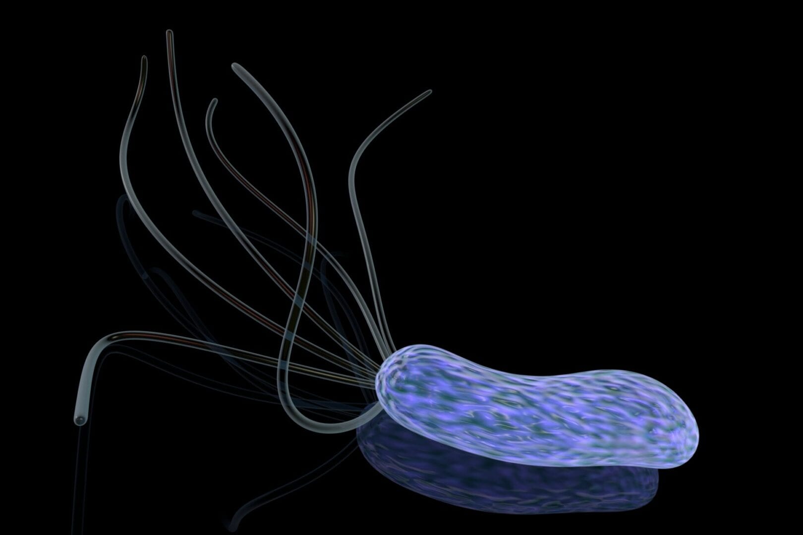 3D rendered image of  bacterium Bartonella.